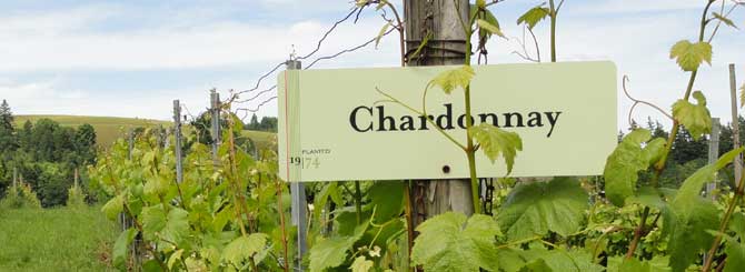 Variazioni sullo Chardonnay